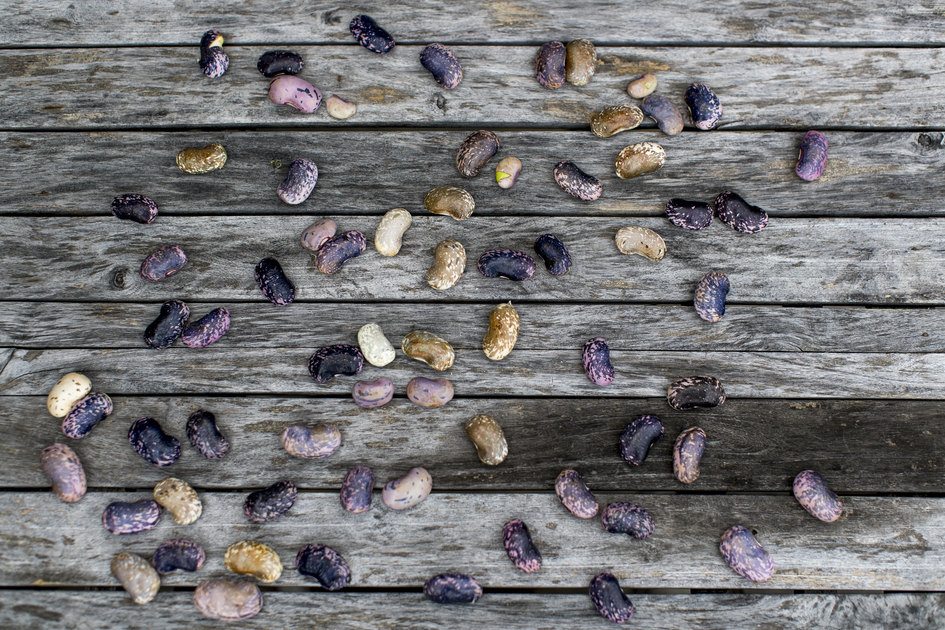 scarlet runner beans | © Steiermark Tourismus | Tom Lamm