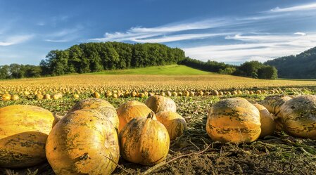 Field of pumpkins | © Steiermark Tourismus | Wolfgang Jauk