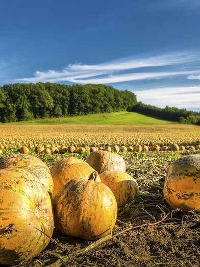 Field of pumpkins | © Steiermark Tourismus | Wolfgang Jauk