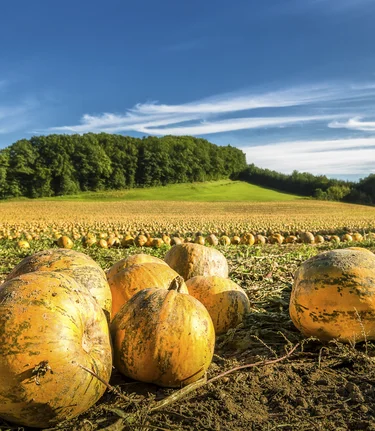 Field of pumpkins | © Steiermark Tourismus | Wolfgang Jauk