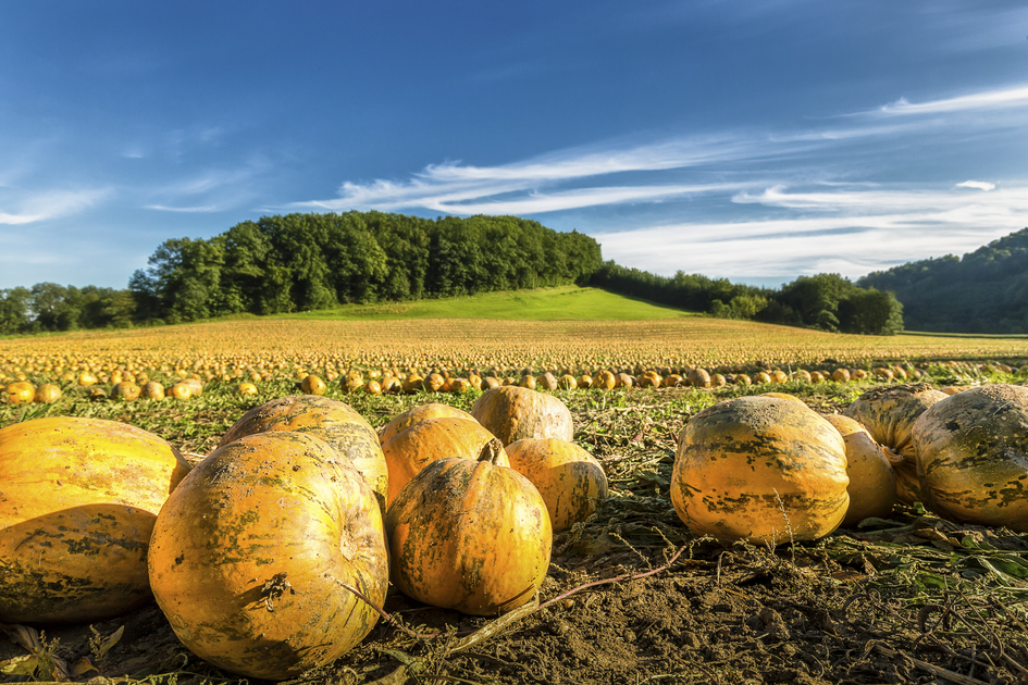 Field of pumpkins | © Steiermark Tourismus | Wolfgang Jauk
