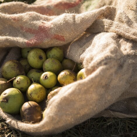 Hirschbirnen aus dem Naturpark Pöllauer Tal | © STG | Niki Pommer