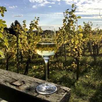 Traminer im Traminerweingarten | © STG | Eva Pommer