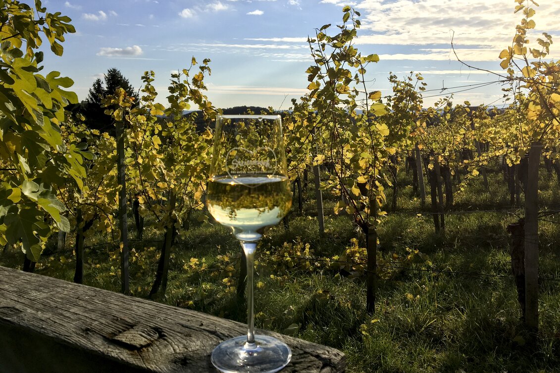 Traminer im Traminerweingarten | © STG | Eva Pommer