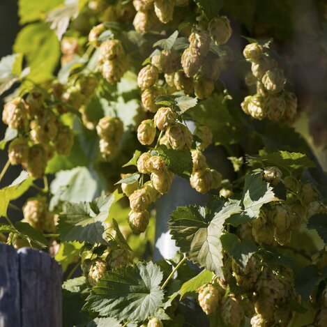 Hopfen | © STG | Niki Pommer