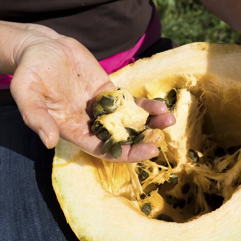 Kürbisse putzen: Aus diesen Kernen wird das Kürbiskernöl gepresst | © STG | Harry Schiffer