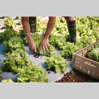 Salaternte am GenussBauernhof Hillebrand | © TV Region Graz | Michael Königshofer