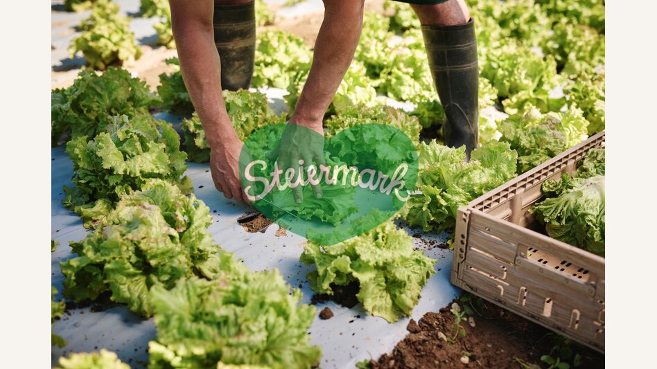 Salaternte am GenussBauernhof Hillebrand | © TV Region Graz | Michael Königshofer