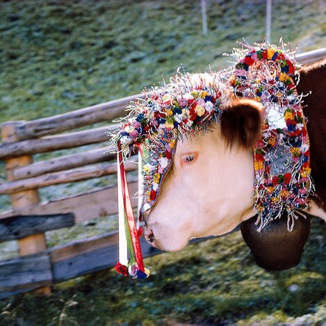 Almabtrieb | © STG | Reinhard Lamm