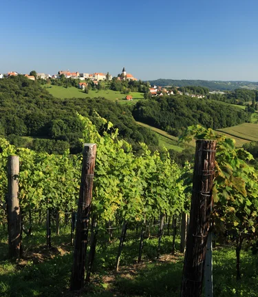 Klöcher Weinstraße mit Blick auf St. Anna am Aigen | © Vino Cool | Schiffer-Symbol