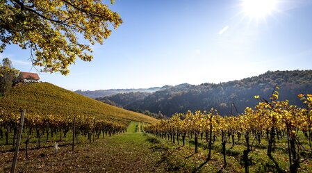 Herbst in der Südsteiermark, Sernauberg | © STG | Tom Lamm