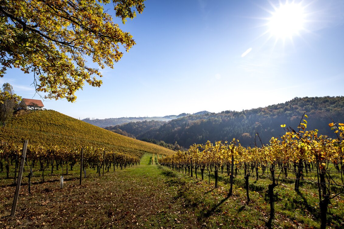 Herbst in der Südsteiermark, Sernauberg | © STG | Tom Lamm