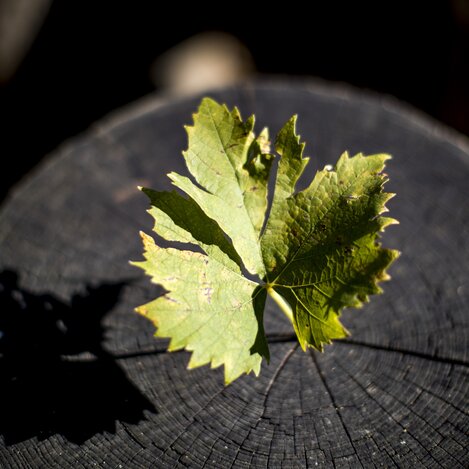 Weinblatt | © STG | Tom Lamm