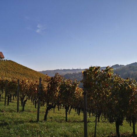 Weinland Steiermark Radtour, Sernauberg bei Gamlitz | © STG | Martina Haselwander