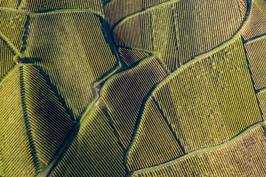 Südsteiermark, Sernauberg/Gamlitz | © STG | Tom Lamm