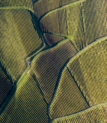 Südsteiermark, Sernauberg/Gamlitz | © STG | Tom Lamm