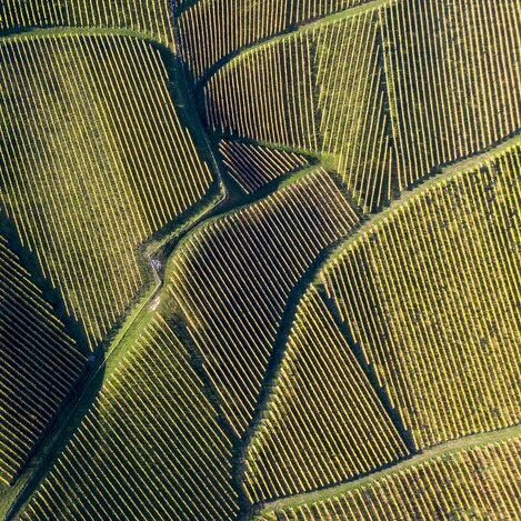 Südsteiermark, Sernauberg/Gamlitz | © STG | Tom Lamm