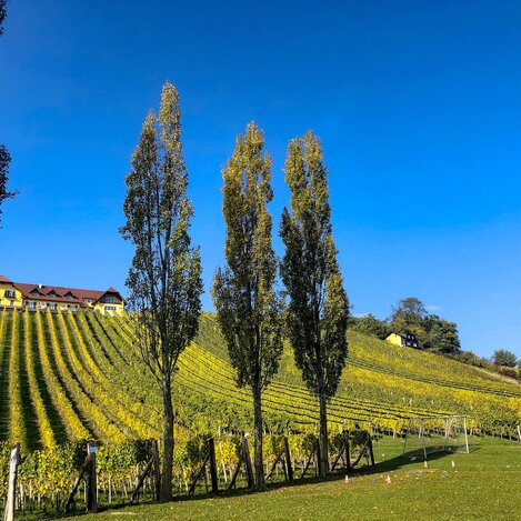 Herbst in Klöch | © STG | Ute Hödl