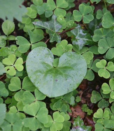 Die Steiermark das Grüne Herz Österreichs | © STG | Meyer