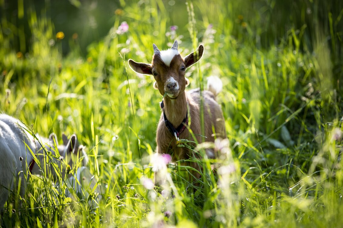 Eine Schönheit im Grünen | © STG | Tom Lamm