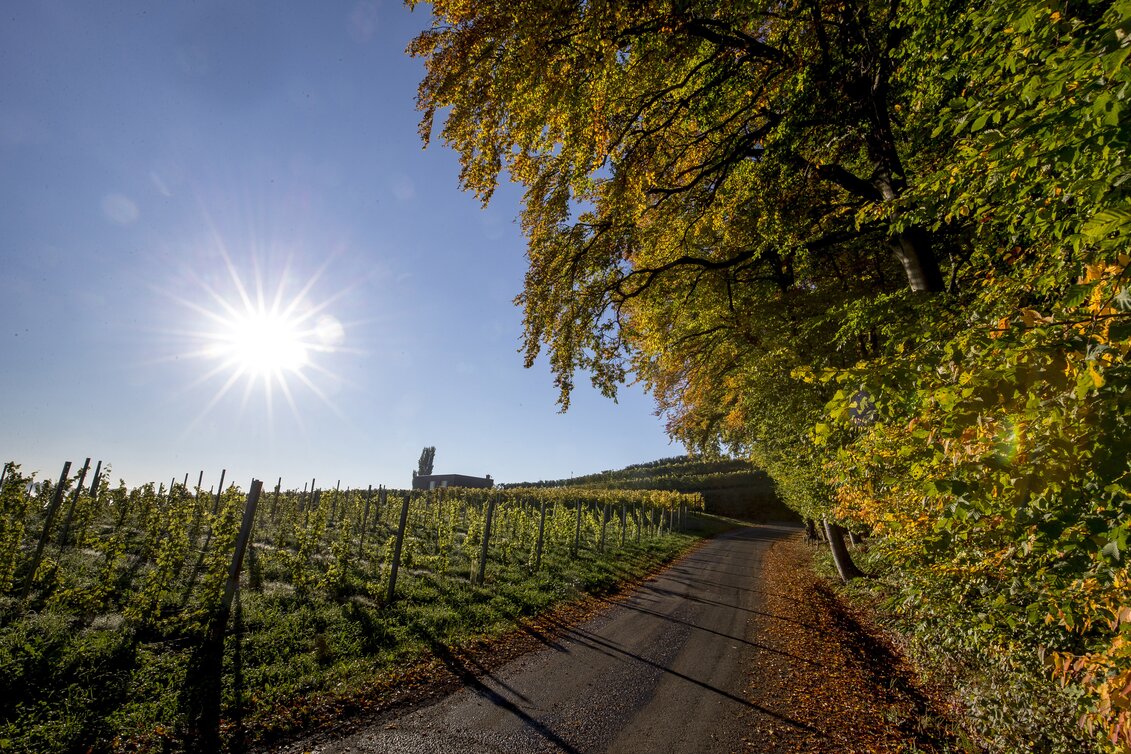 Weinlandschaft rund um Klöch, Südoststeiermark | © STG | Tom Lamm
