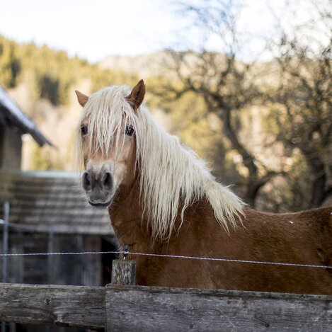 Die Winterfrisur sitzt | © STG | Tom Lamm