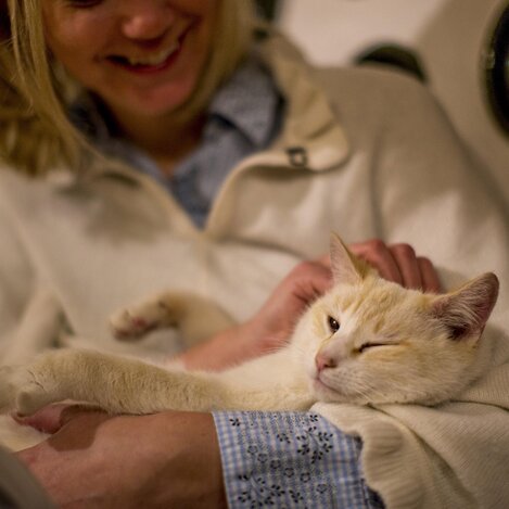Wohlfühlkompetent auf höchstem Niveau: die Katze  | © STG | Tom Lamm