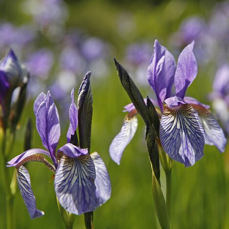 Iriswiese in Trautenfels (Schladming-Dachstein) | © STG | Herbert Raffalt