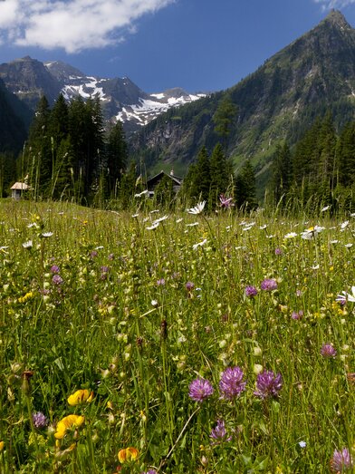 Early summer meadow (Schladming-Dachstein) | © Steiermark Tourismus | Uwe Grinzinger