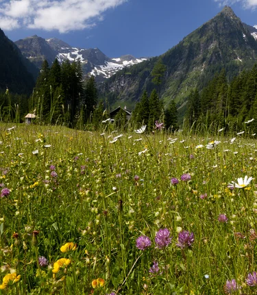 Early summer meadow (Schladming-Dachstein) | © Steiermark Tourismus | Uwe Grinzinger
