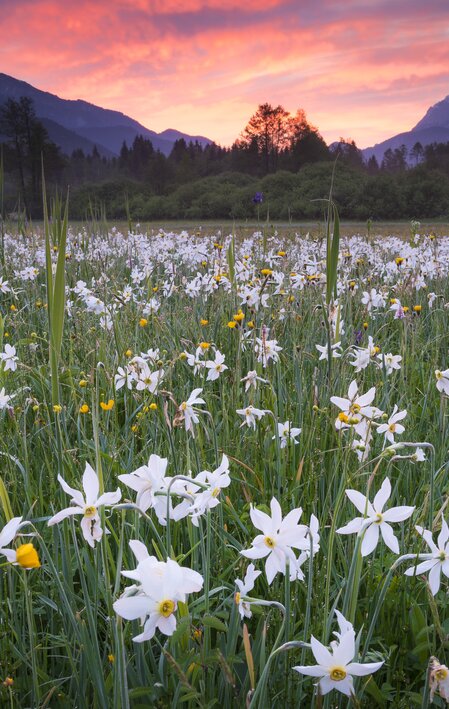Narzissen entlang der Enns im Gesäuse | © STG | Martin Hartmann