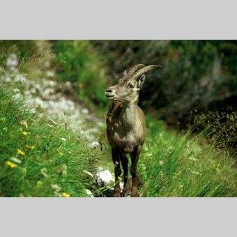 Junger Steinbock am Hochschwab | © STG | Jimmy Lunghammer