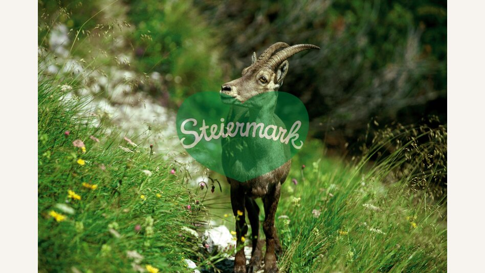 Junger Steinbock am Hochschwab | © STG | Jimmy Lunghammer