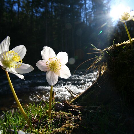 Schneerose | © STG | photo-austria.at
