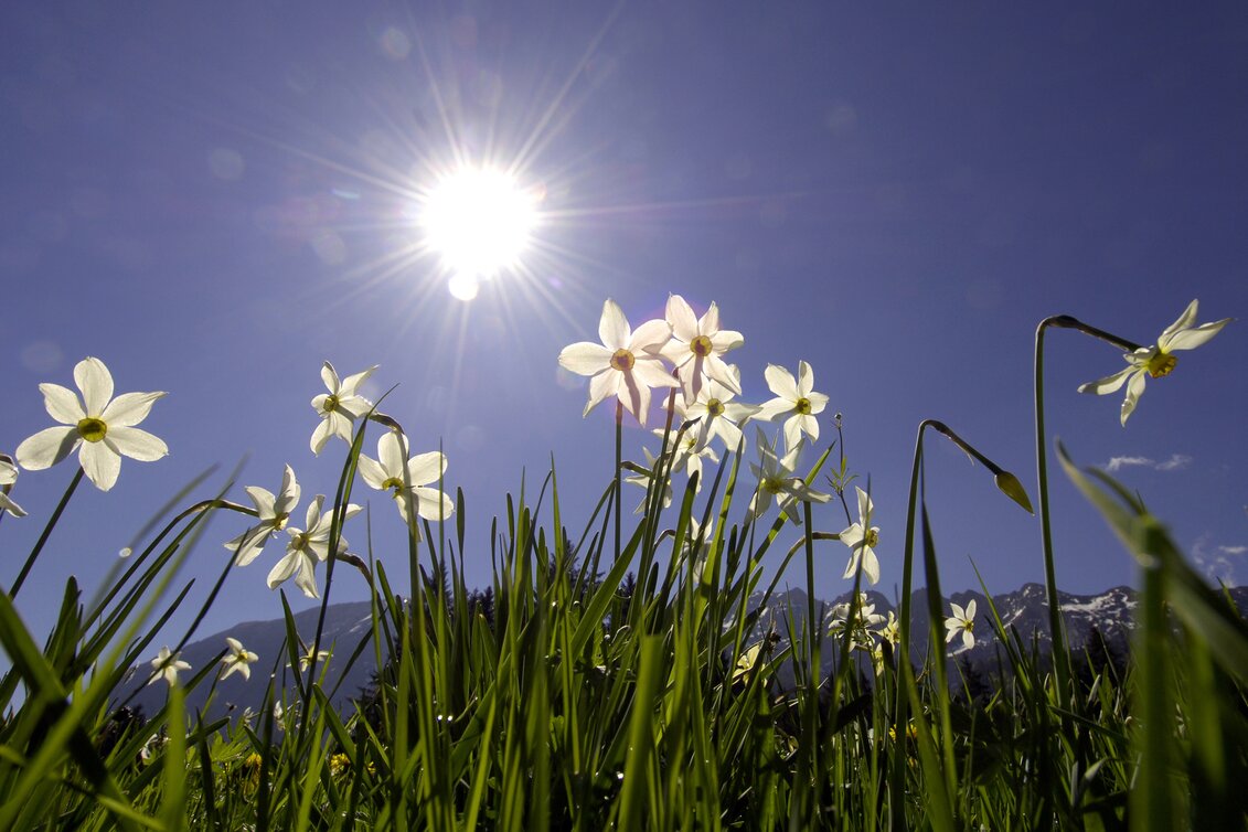 Narzissen | © STG | Gery Wolf