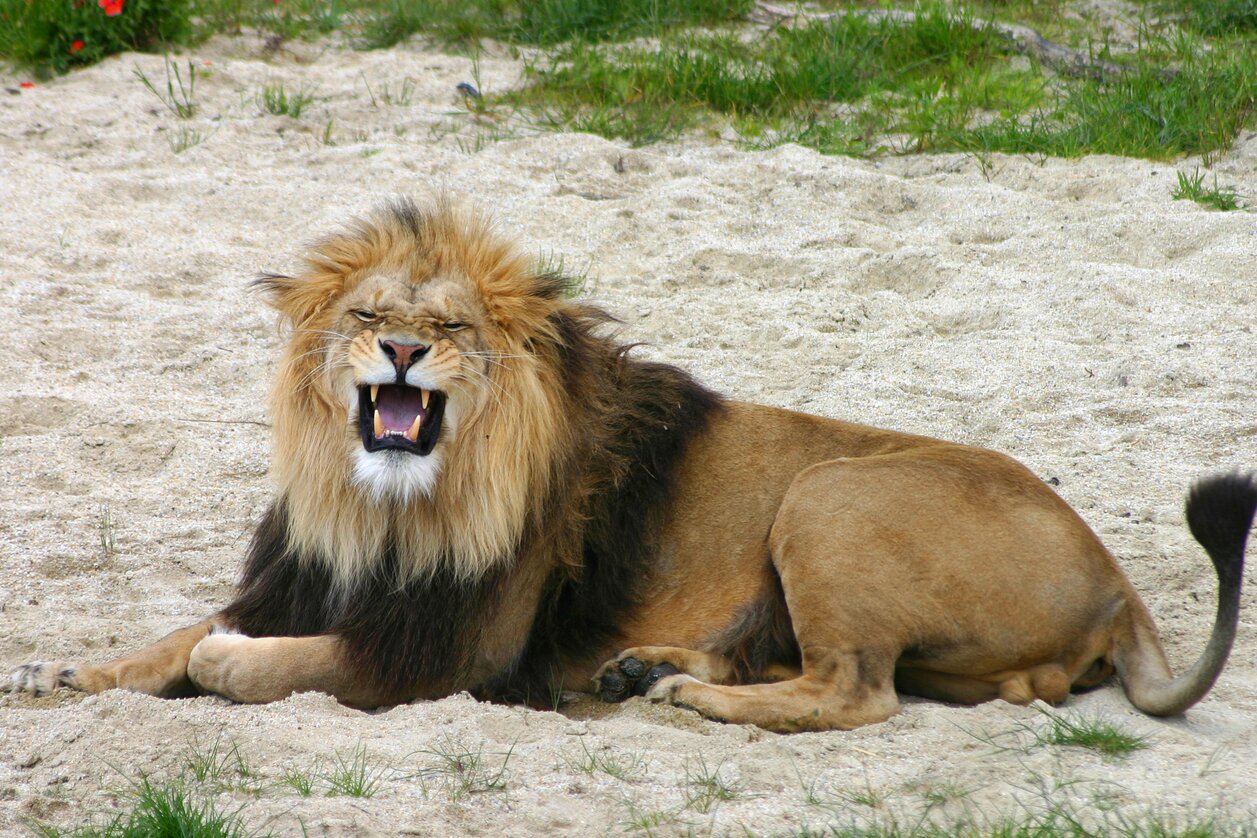 Tierwelt Herberstein  | © Tierwelt Herberstein | Kirchsteiger
                