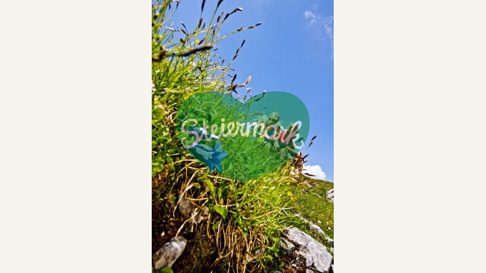 Enzian am Hochschwab | © STG | Tom Lamm | ETZ Projekt Hiking & Biking SI-AT