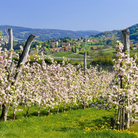Apfelblüte an der Steir. Apfelstraße (Puch) | © STG | Hagspiel