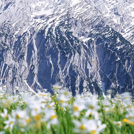 Narzissenblüte vor dem Grimming | © STG | Popp-Hackner