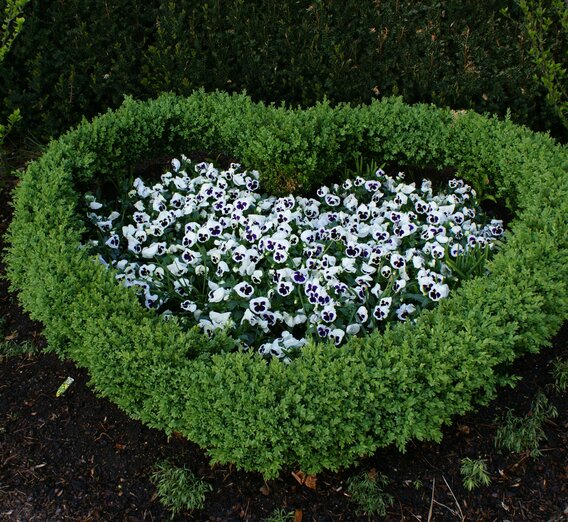Das blühende Grüne Herz beim Blumenschmuckwettbewerb | © Marktgemeinde P&ouml;llau