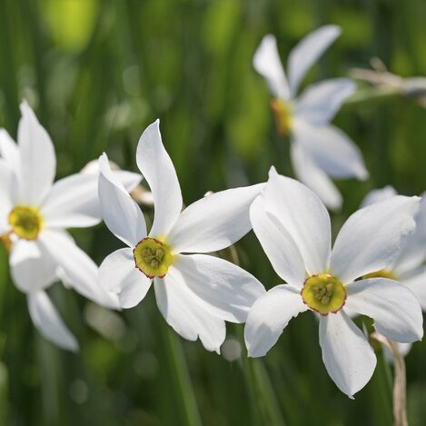 Narzissen, Ausseerland | © STG | photo-austria.at