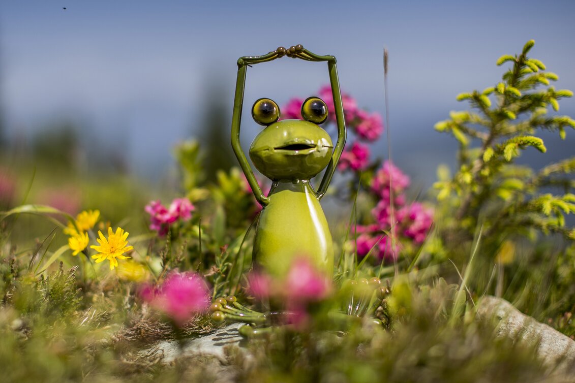 Steiermark-Wetterfrosch zur Almrauschblüte | © STG | Tom Lamm