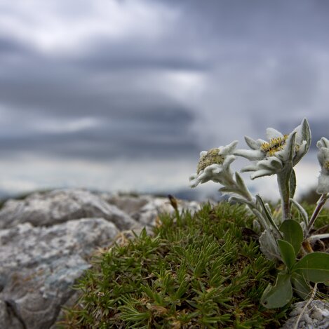 Edelweiß | © STG | Herbert Raffalt