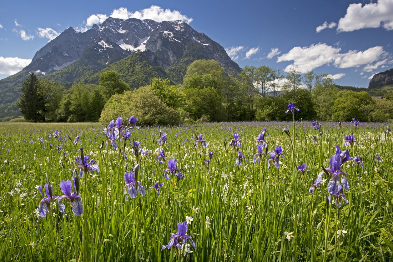 Iriswiese in den Trautenfelser Naturschutzflächen mit Blick auf den Grimming (Schladming-Dachstein) | © STG | Herbert Raffalt