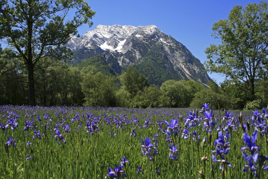Iriswiese in den Trautenfelser Naturschutzflächen mit Grimming (Schladming-Dachstein) | © STG | Herbert Raffalt