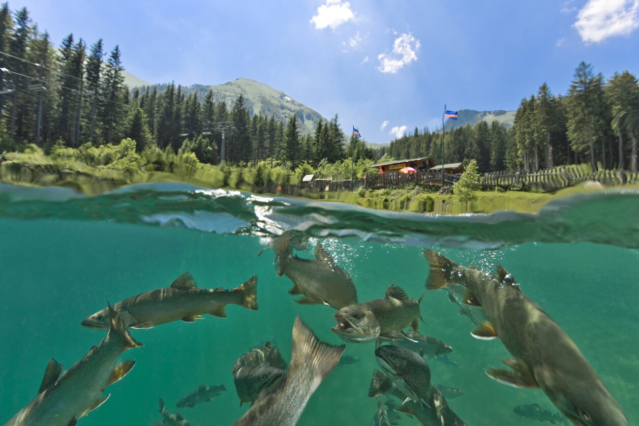 Grüblsee am Präbichl | © STG | Michael Weberberger