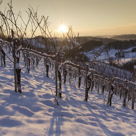 Weinland im Schnee | © STG | Harry Schiffer