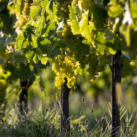 Weingarten mit bald reifen Weintrauben | © STG | Jimmy Lunghammer