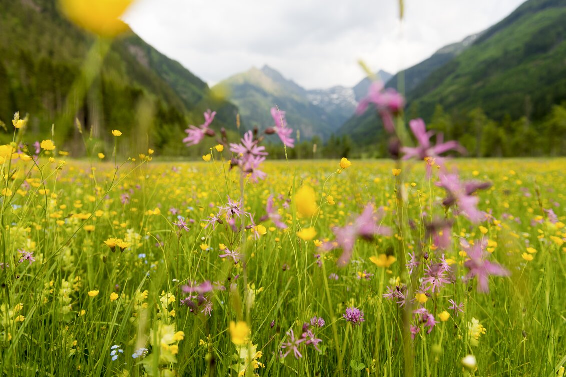 Schladming/Untertalstraße Blickrichtung Riesachfälle | © STG | Niki Pommer
