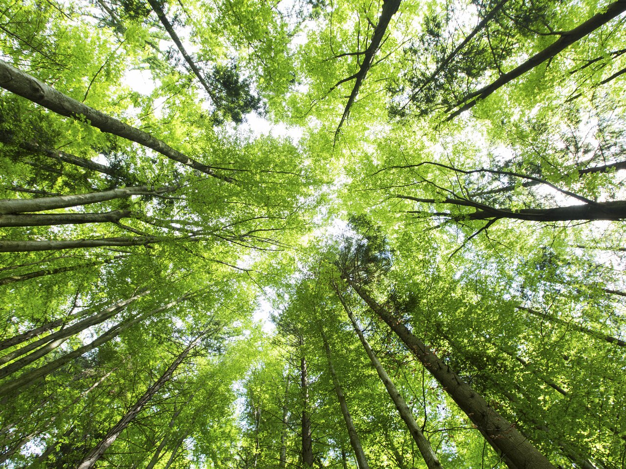 © STG | Harry Schiffer